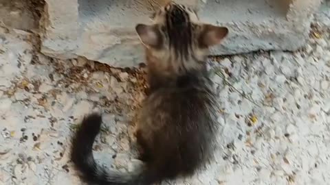 CAT cute fight and amzing Cat vs cat