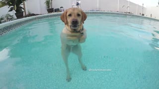Labrador stands upright in a pool for no reason at all