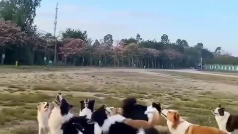 dogs playing with a ballon