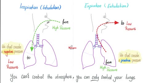 Mechanics of breathing | Respiratory physiology