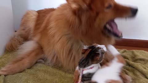 A Dog and a Cat Playing and fighting