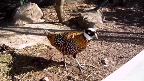 Beautiful Golden Pheasants and Wading Birds