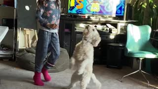 Cute pup loves to play with balloon