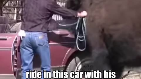 This Buffalo likes to drink beer and rides on cars
