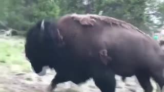 9-year-old girl tossed violently by charging bison