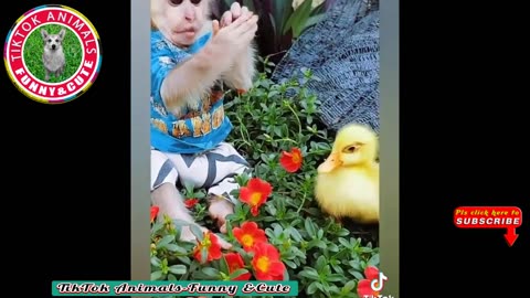 🐒🐦TikTok Animals-Funny and Cute - Animal Video