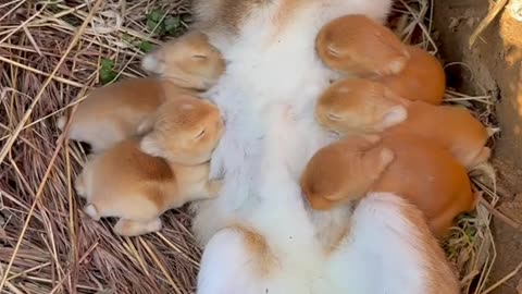 Witnessing the purest form of love as mama rabbit nourishes her little ones! 🐰💖