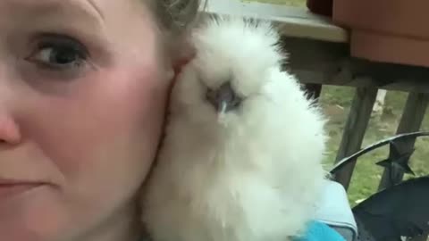 So cute silkie chicken