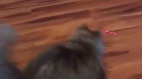 Cat Vs Laser Pointer 🐈 😂 - Funny Animal Reaction Videos