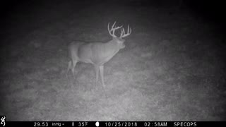Nice Buck out for a 2 am snack