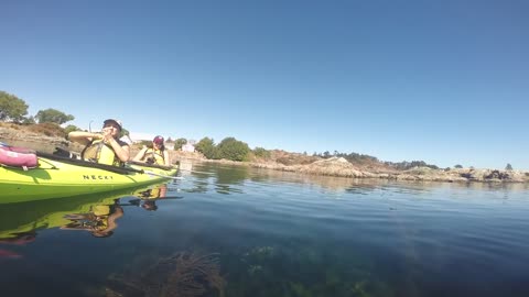 Seal Pups Swimming in Kelp