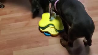 Playing hurricane toy with treats