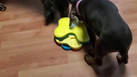 Playing hurricane toy with treats