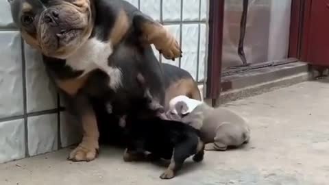 Mom and her puppies who want milk