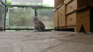 Persian cat is so satisfied with her meal that she literally howls in delight