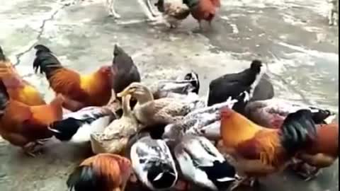 Funny Dog Vs Chicken Fight Lot of Laugh