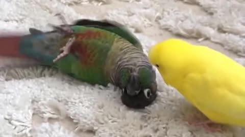 Animals Funny Parrots and Cute Birds