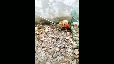 Dog and Chicken fight funny videos