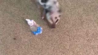 Little piglet adorably plays with plastic wrapping
