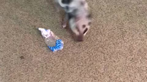 Little piglet adorably plays with plastic wrapping