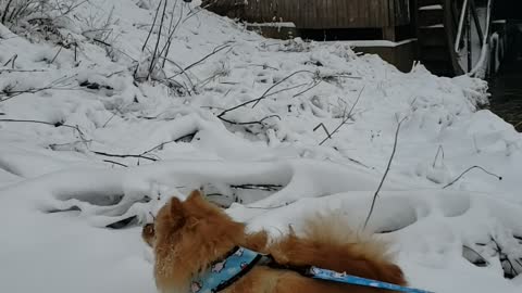 Pom Puppy excitedly enjoys first snowfall of the year!