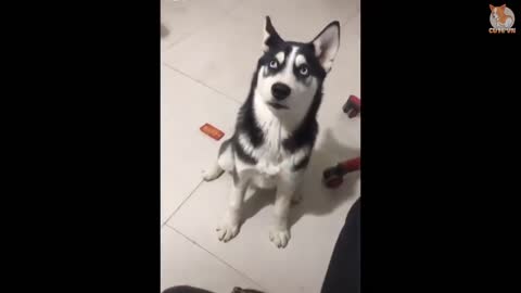 Funny dog