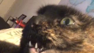 Mouth on Cat Won't Close