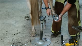 Farrier Hot Shaping a Horse Shoe