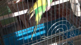 Home parrot Kesha