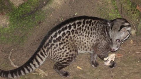 Interesting facts about civet cat by weird square