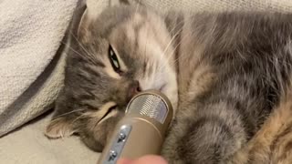 Snoring Kitty Makes Hilarious Sounds On The Microphone