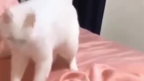 Funny Shorts | Who Said Cats Can't Get Down To A Beat