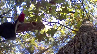 Pileated woodpecker in the trees