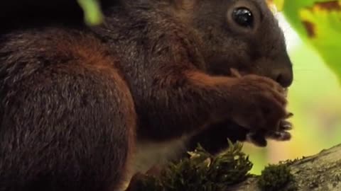 Cute Little Black squirrels