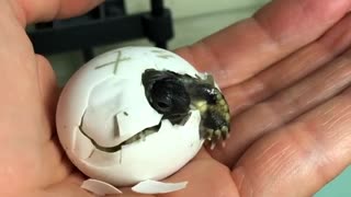 Baby tortoise hatches from shell