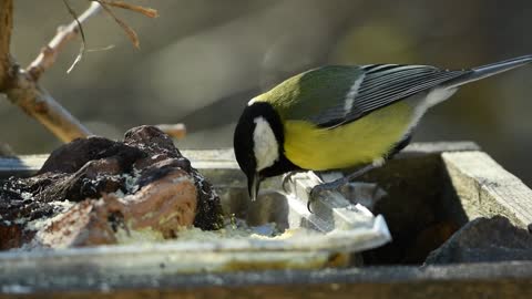 mal Tit Volatile Food Peck Forest Nature