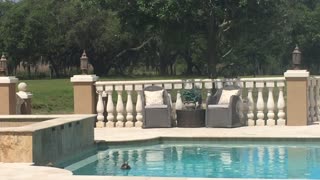 Ducks playing in swimming pool