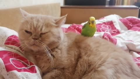Кот и птица, милые животные #173