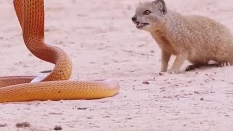 "Epic Showdown: Snake vs. Mongoose in a Deadly Duel"