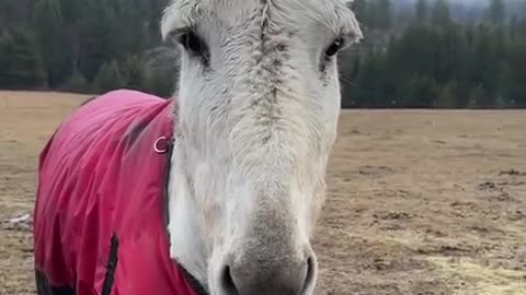 Did you know donkeys have a button on their heads that automatically makes there ears go back?
