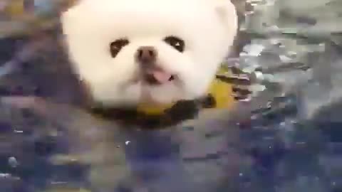 Cute Puppy Pomeranian | Ball of Floof