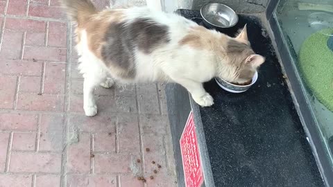 I feeding a cutest street cat