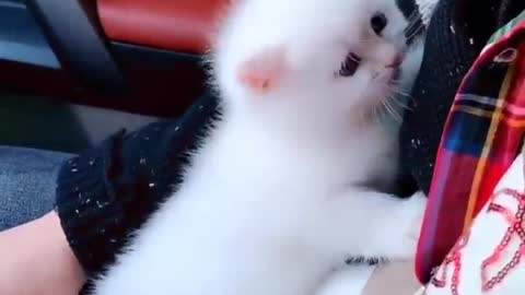 Marshmallow Munchkin Kittens