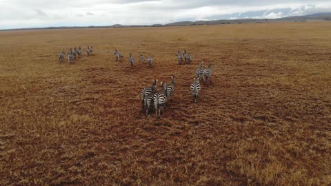 DRONE RUNS WITH ZEBRAS ACROSS THE SAVANNAH