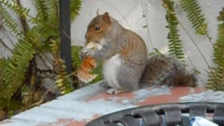 Squirrel eats the rest of a cupcake
