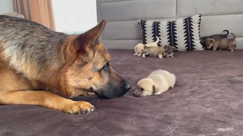 German shepherd Meets Puppys For the first time