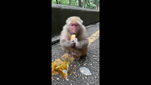 Cute Monkey Eating Food with little cute baby monkey!!