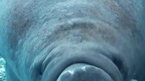 Silly manatee swims right into aquarium glass