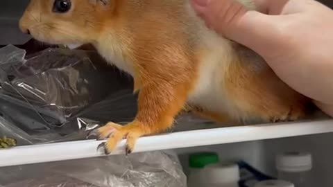 Baby Squirrel Forages In Fridge