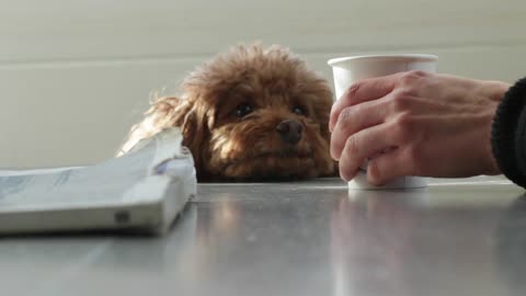 Adorable Dog Eyeing a Latte